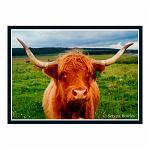 Distinctive highland cattle. Scotland